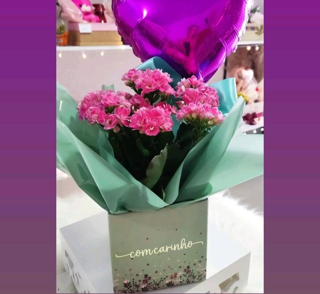 Kalanchoe encanto